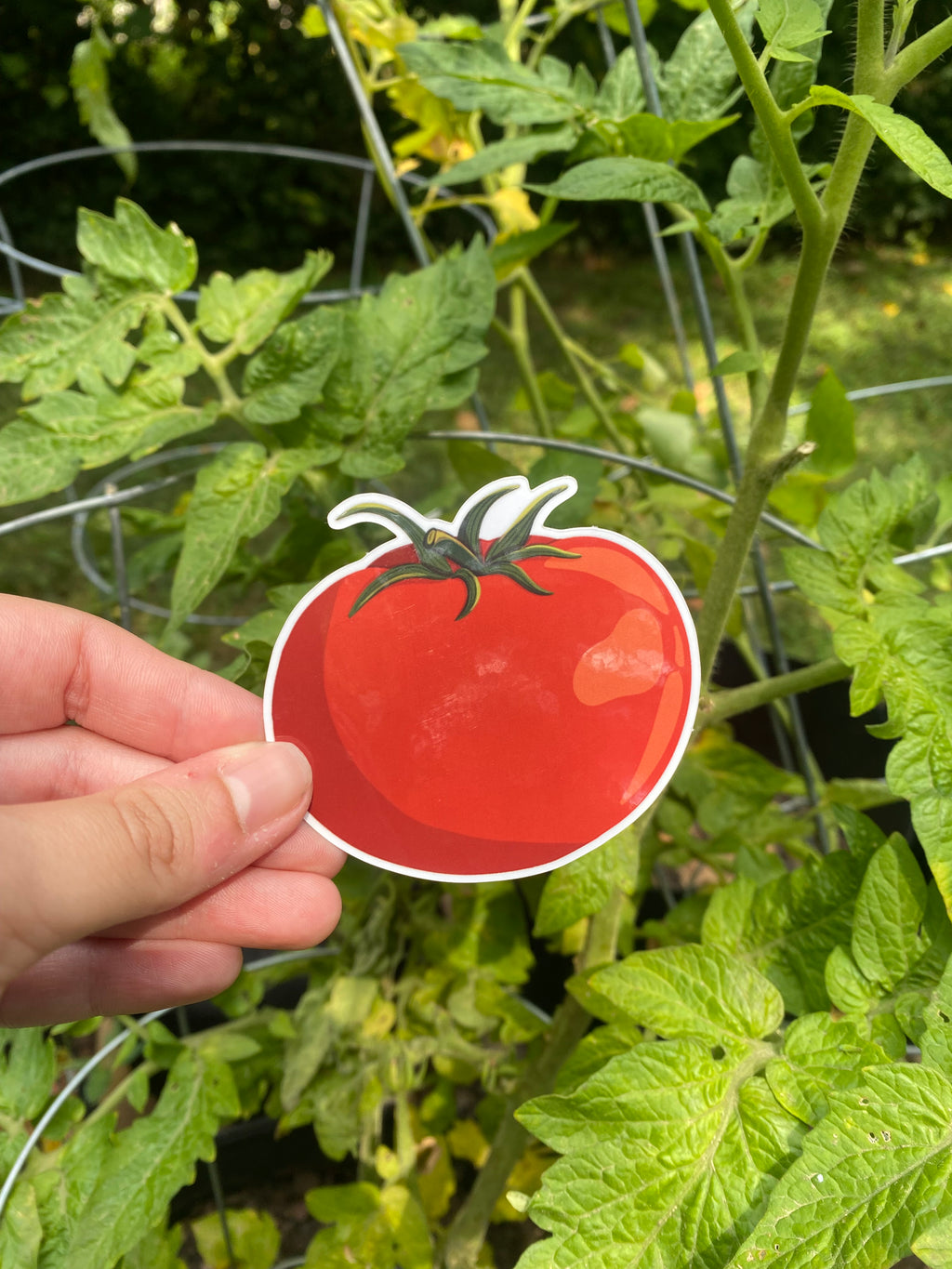 Tomato Sticker